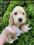 Cocker spaniel piesek szczeniak suczka