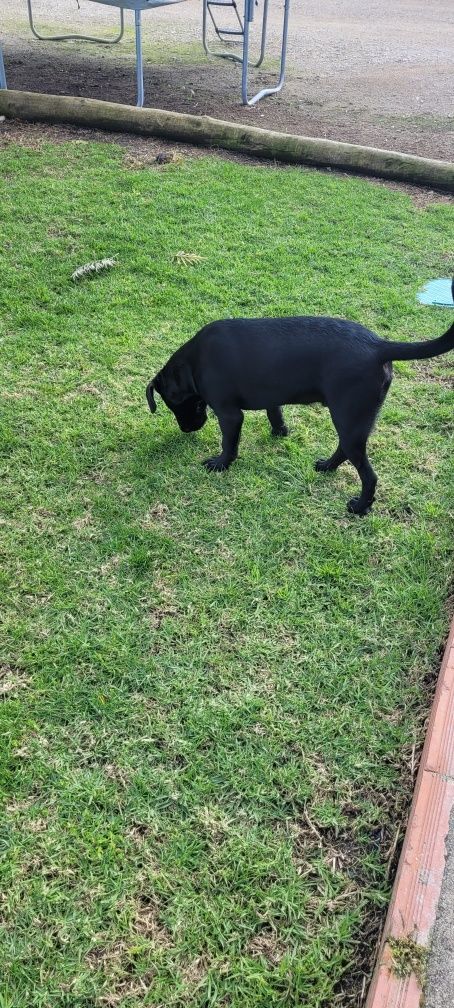 Cachorro para doação com vacinas e chip