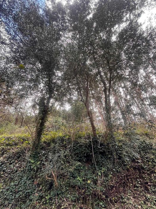 Arrendo Terreno para cultivo e lazer