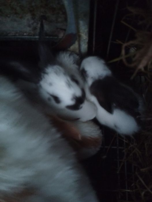 Coelhos raça borboleta