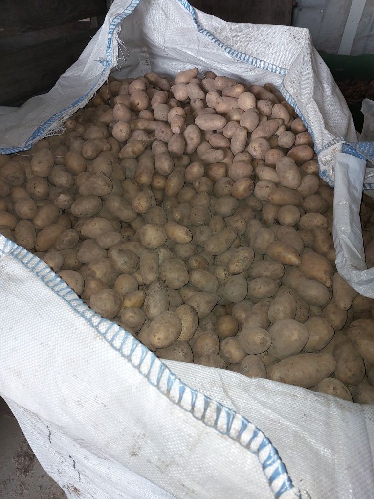 Ziemniaki w rozmiarze sadzeniaka
