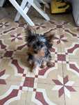 Yorkshire Terrier  macho miniatura
