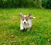 Welsh Corgi Pembroke suczka rudo- biała długi ogonek CYTRYNKA