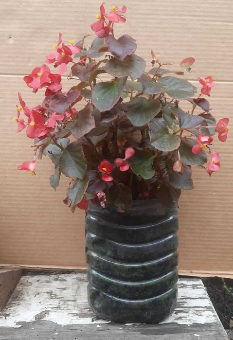 Бегония, Пеларгония, Калачик, Рео, Ладья Моисея. Домашні рослини.