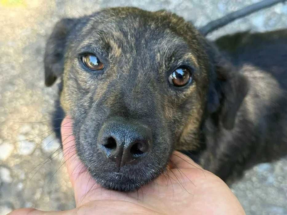 Filip- nieduży młody pręgowany samiec