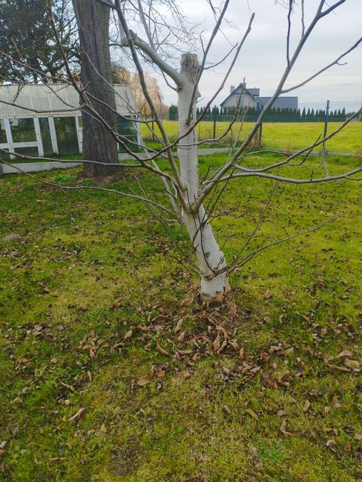 Drewno  na opał za darmo