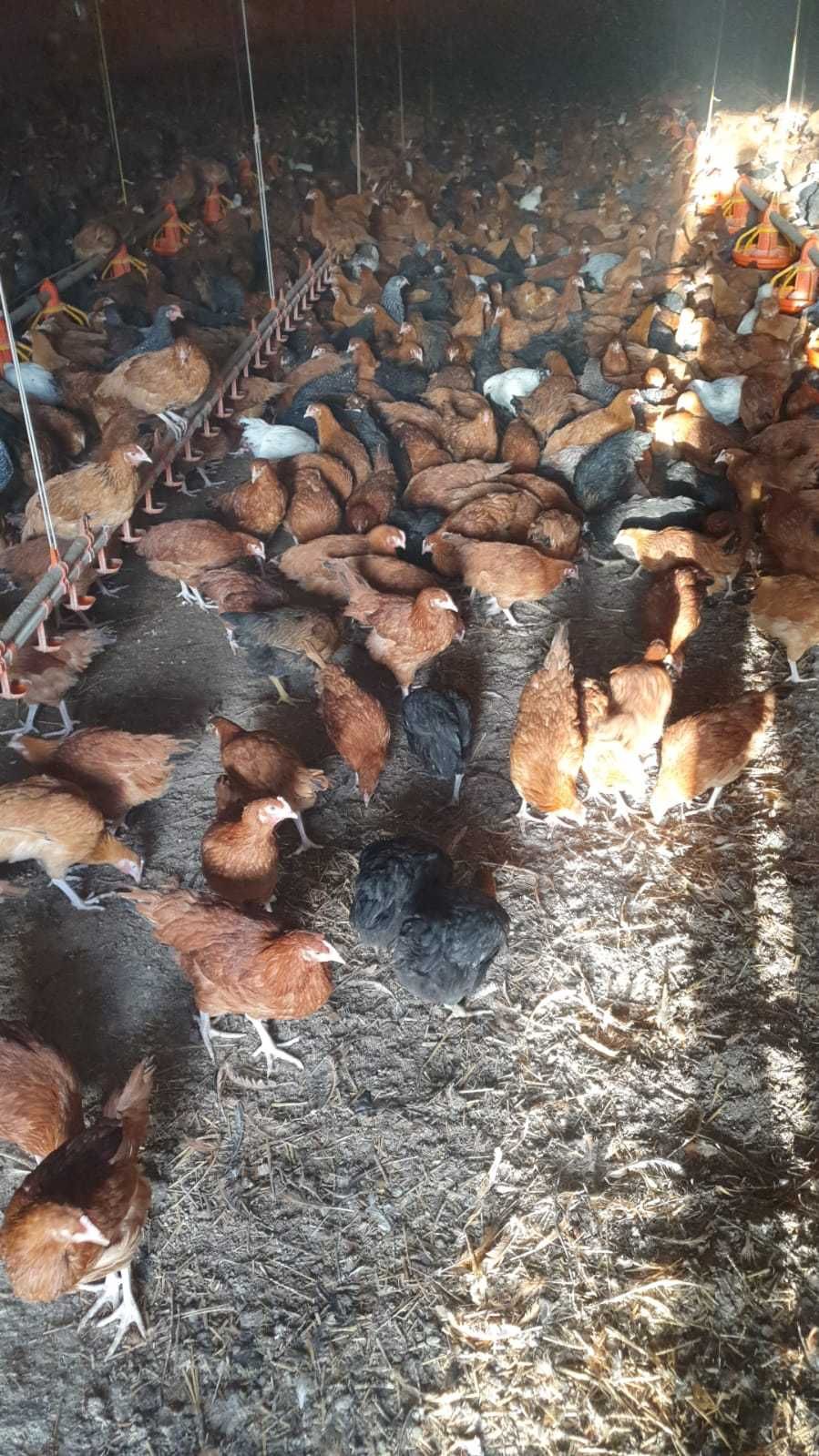 Kurczęta, Kury nioski, kurczęta od 8 do 20 tyg