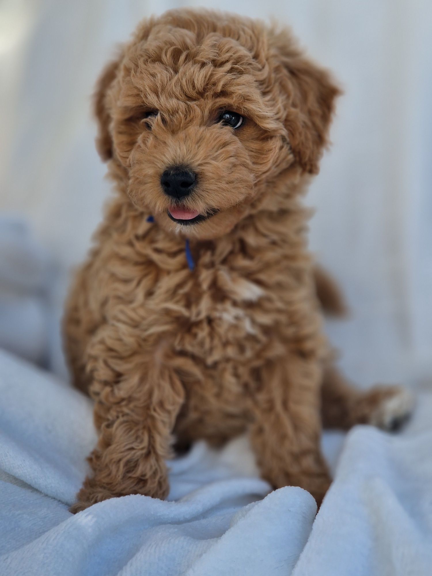 Bichpoo Poochon Bichon Frise Pudel Toy jak Maltipoo piesek