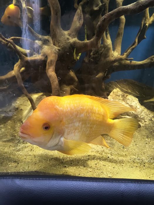 Pielęgnica cytrynowa