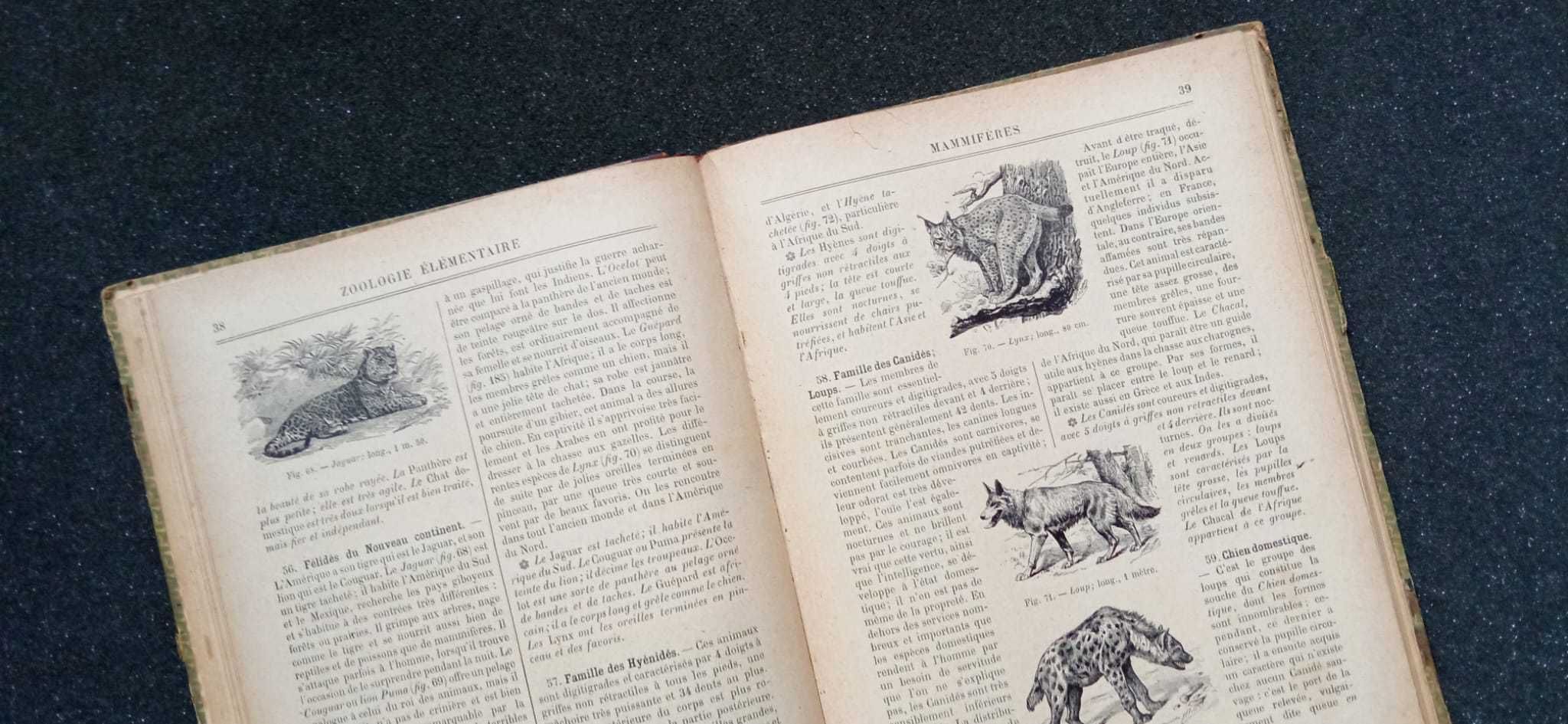 Zoologie Élémentaire – Edição Francesa Rara e Centenária
