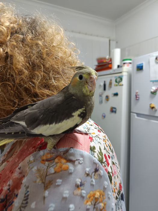 Caturras domesticada que fala