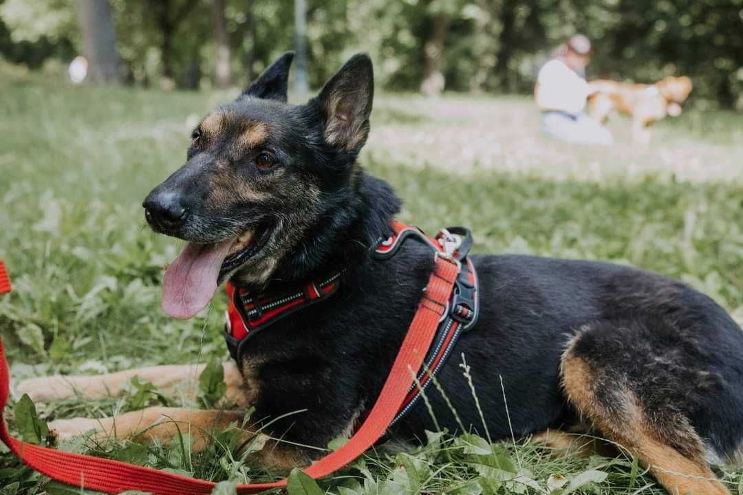 Cudowny owczarek poleca się do adopcji!