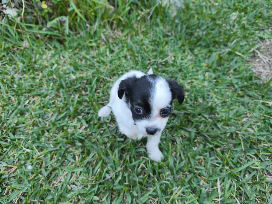 Chihuahua disponível para entrega imediata