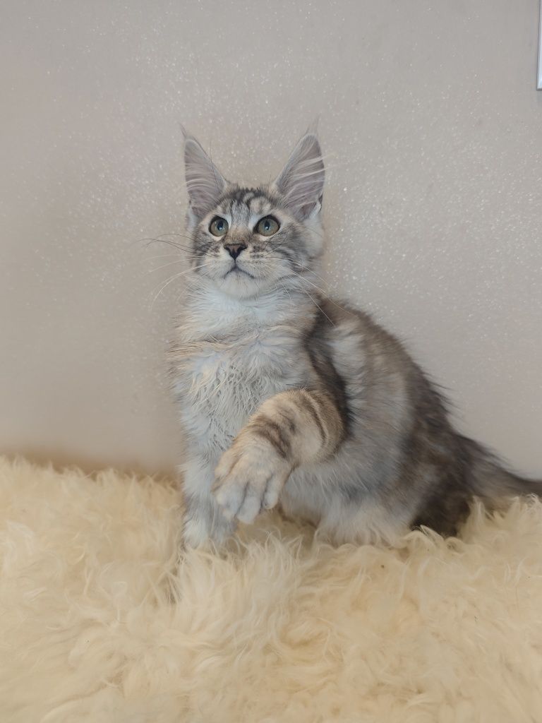 Cudny kocurek Maine Coon