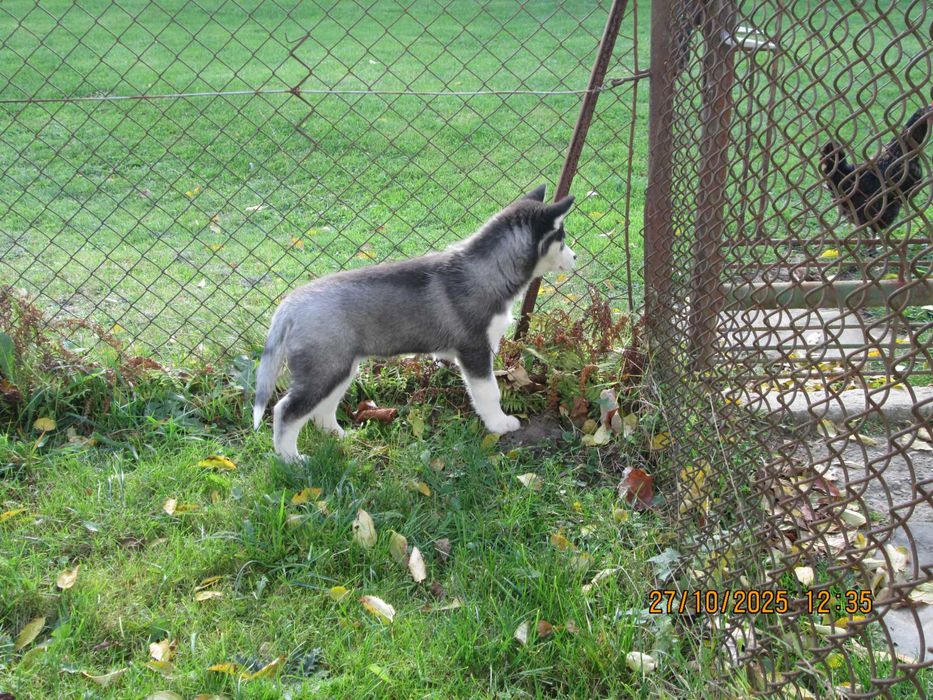 Sprzedam szczeniaka husky