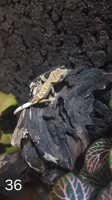 Małe gekony orzęsione, do wyboru do koloru 50szt