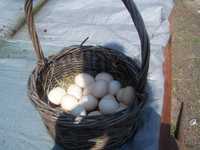 Sprzedam swierze jaja od szczesliwych kurek