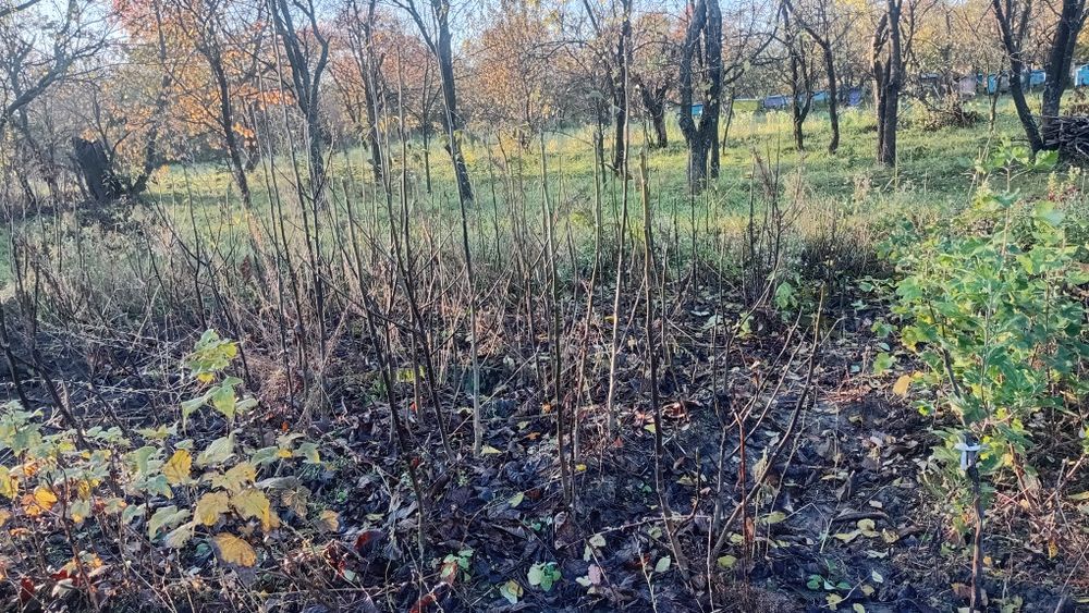 Трохрічні саджанці грецького горіха