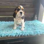 Śliczna sunia Beagle