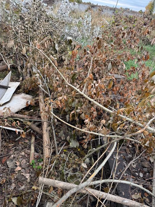 Отдам деревья спиленные- на дрова, колоды, бесплатные дрова