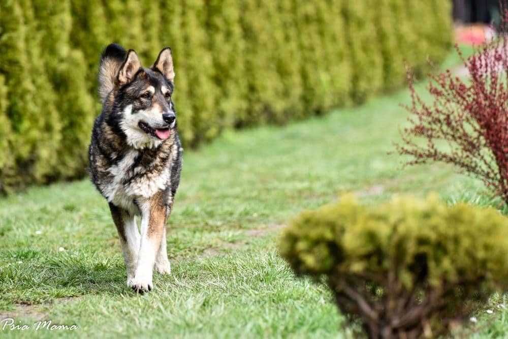 Maja do adopcji suszka domu