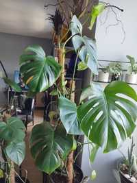 Duża 150cm monstera deliciosa