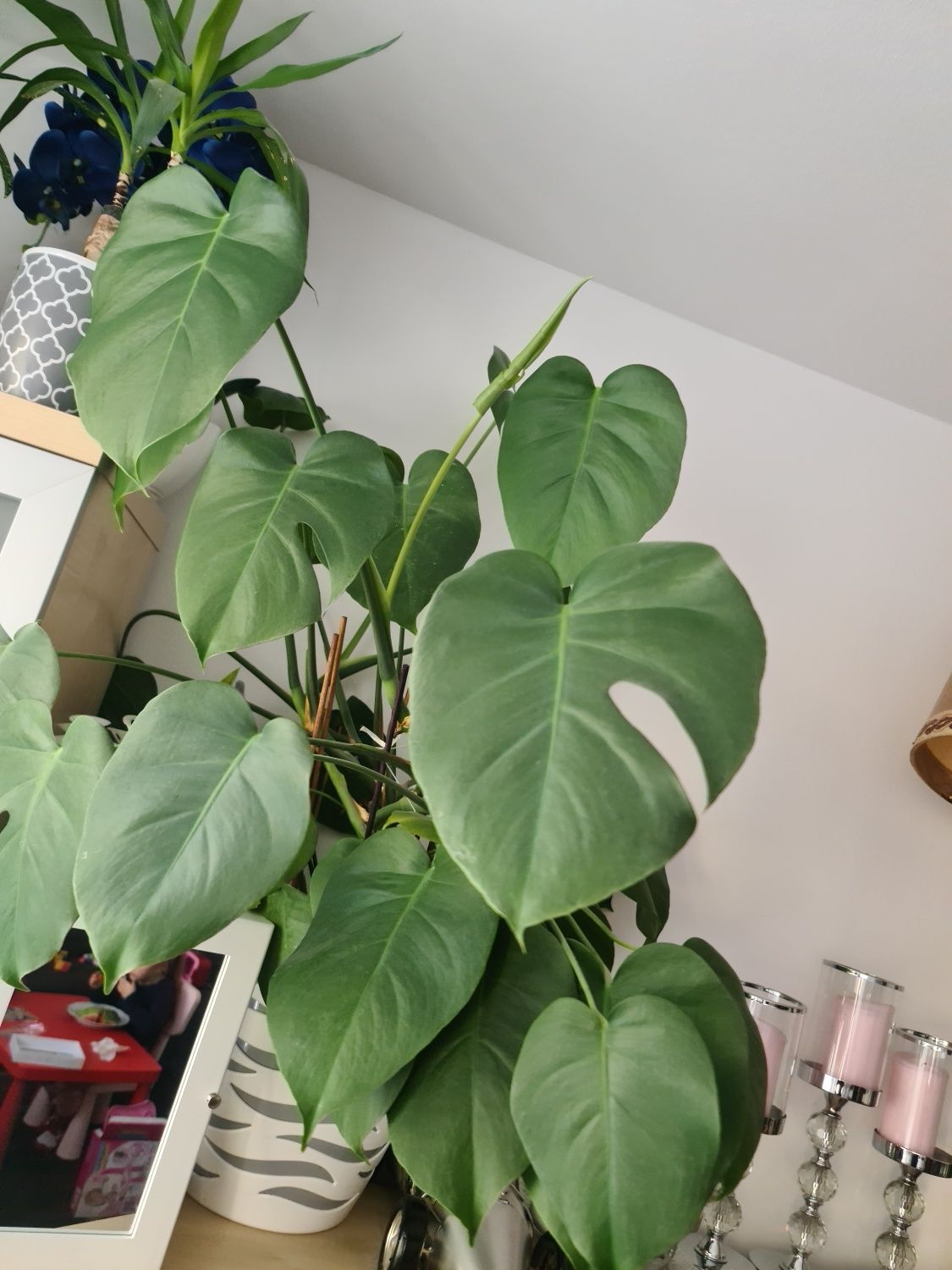 Duży kwiat Monstera z oslonką 110 cm