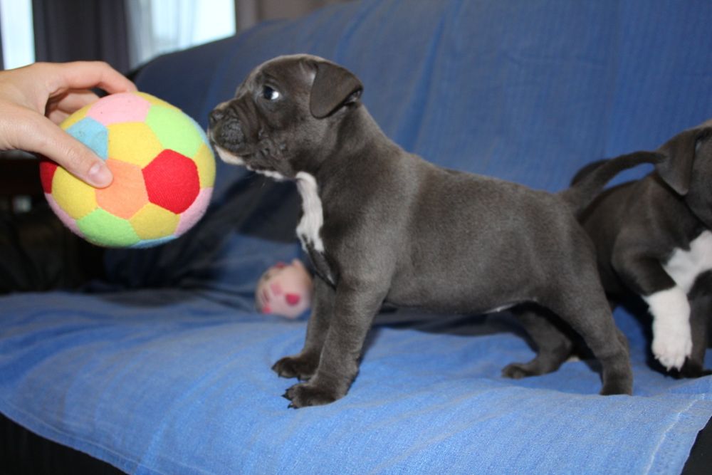 Staffordshire Bull terrier stafik staffik