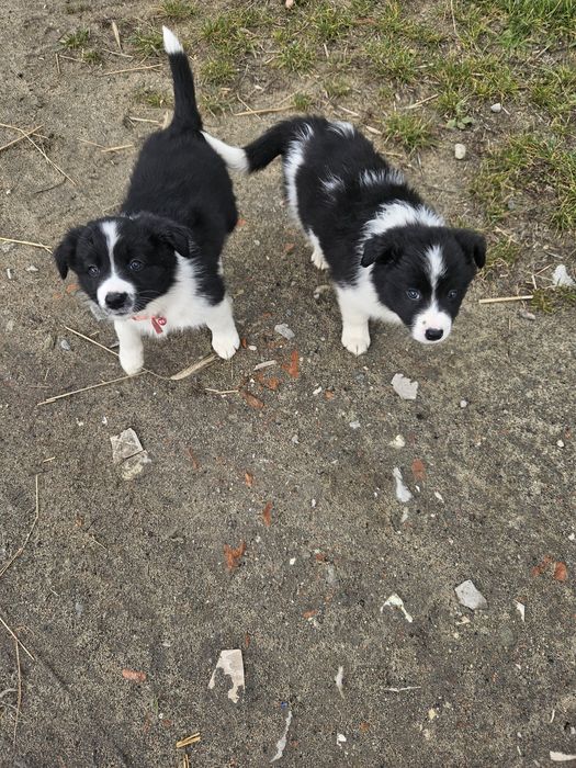 Border Collie suczka
