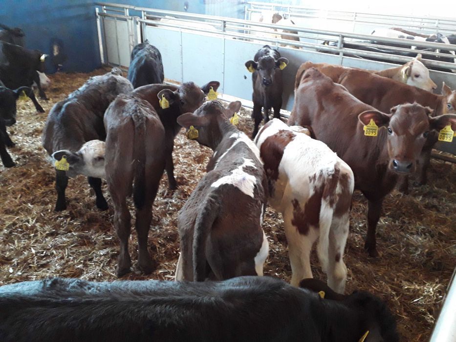 Cielaki Byczki, Jałówki Mięsne, mix ras Cielęta dowóz, raty