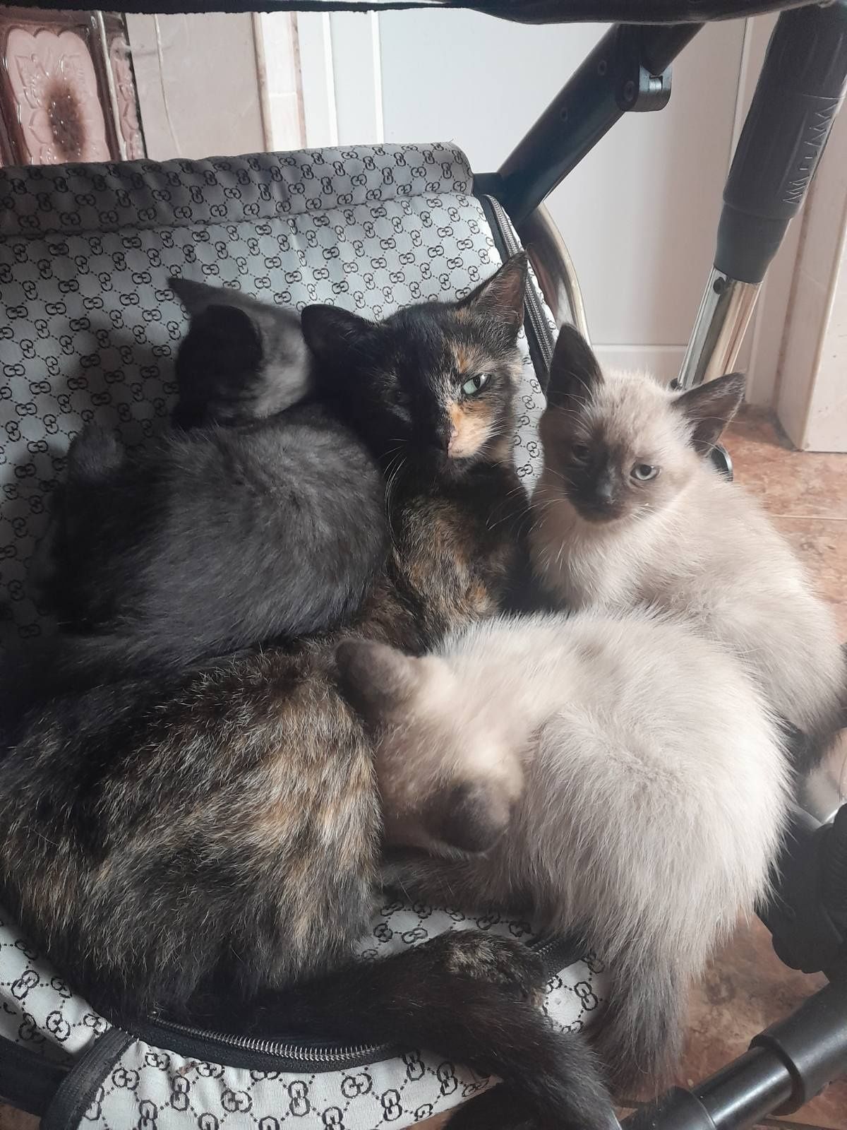 Віддам котиків(дівчатка)