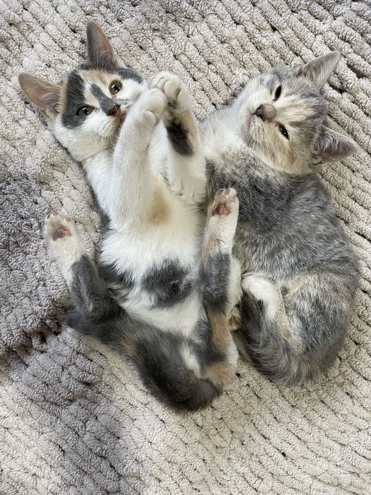 Віддам в добрі руки  маленьких котиків