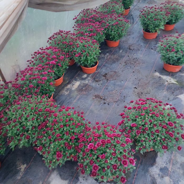 Chryzantemy drobnokwiatowa