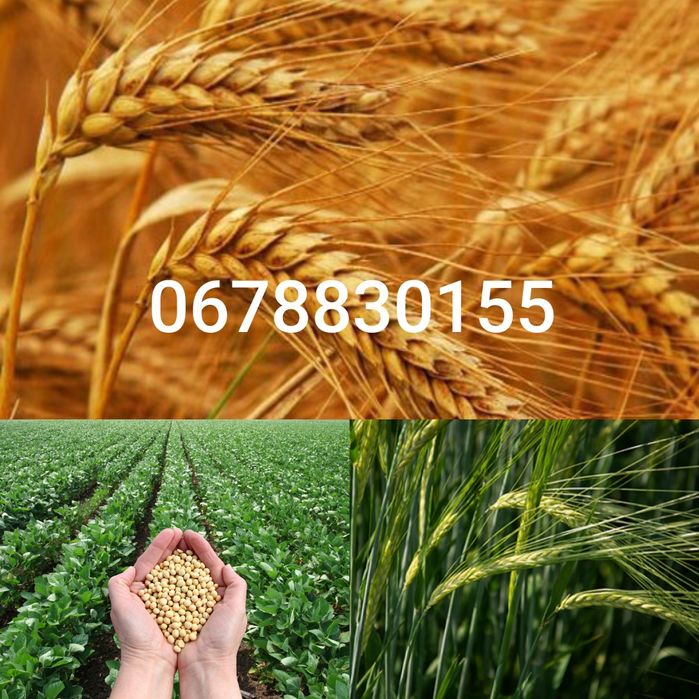 Пшениця озима,посівна