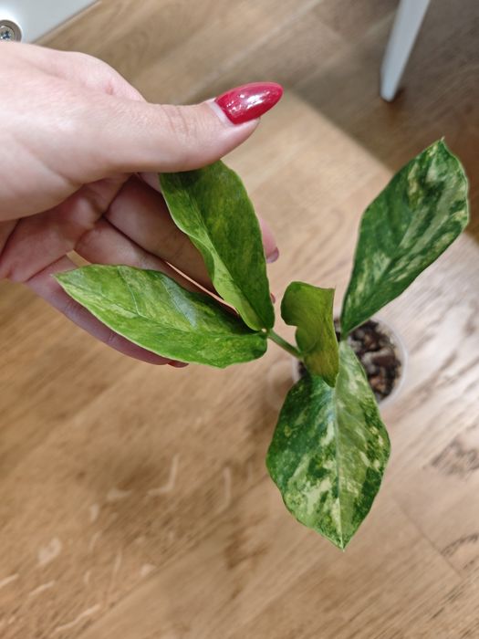 Zamioculcas  / Zamiokulkas long leaf aurea