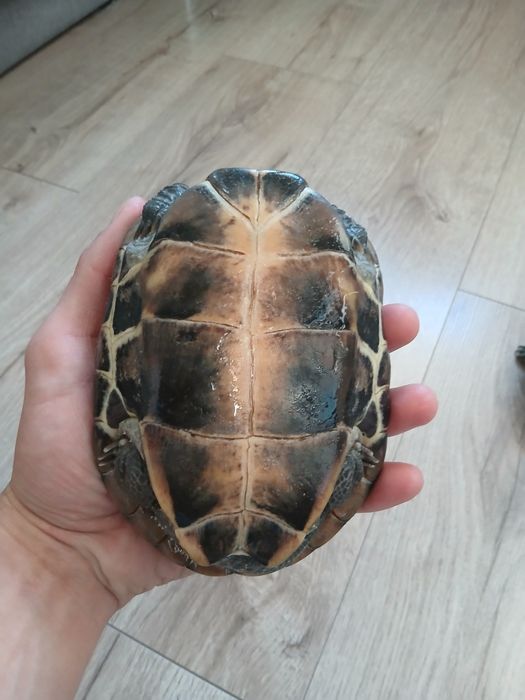 Żółwie chińskie samice