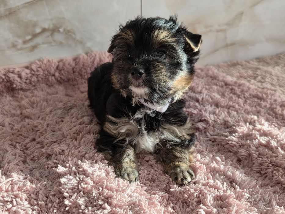 Piesek Yorkshire Terrier