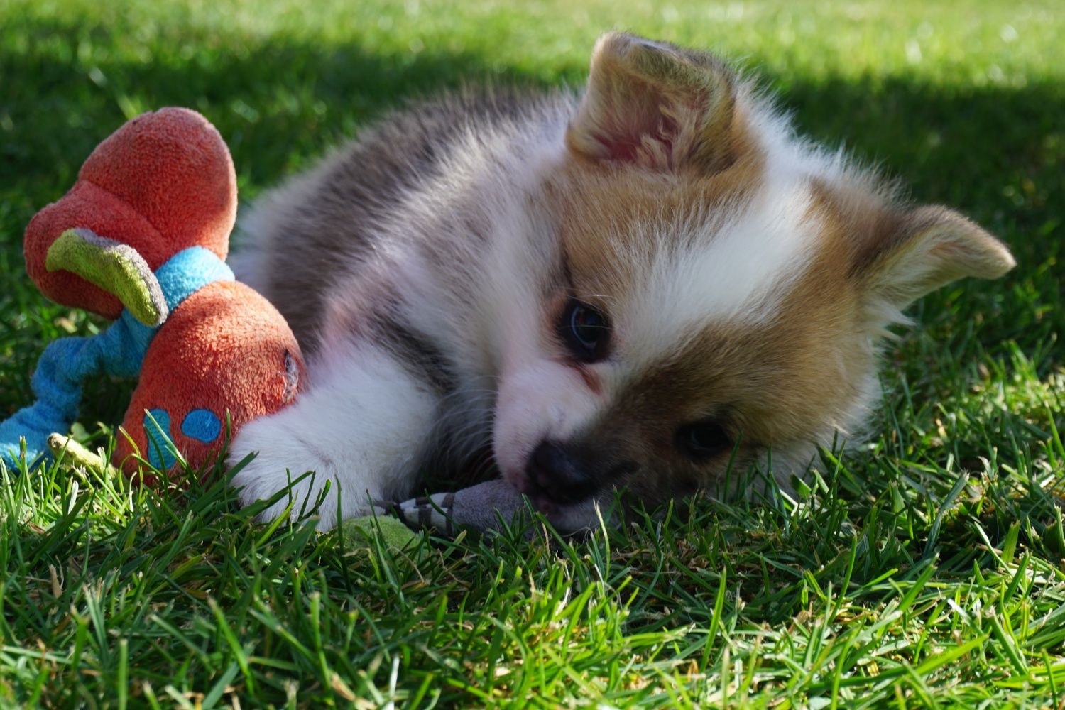 Welsh Corgi Pembroke suczka FCI