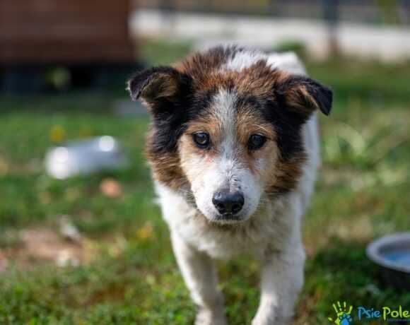Starszy piesek CHULIGAN szuka nowego domku!