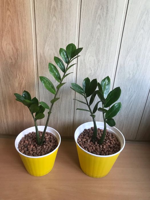 Кімнатні рослини Заміокулькас (8 шт.)