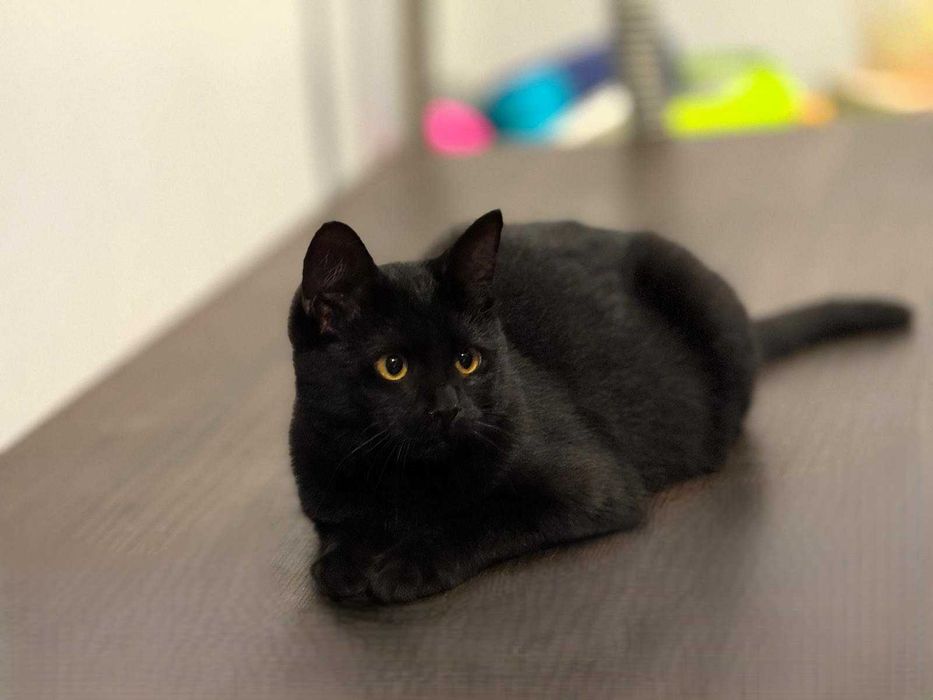 Czarna kotka, 5 mcy do adopcji