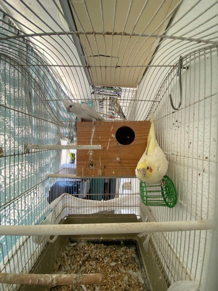 Casal de caturras
