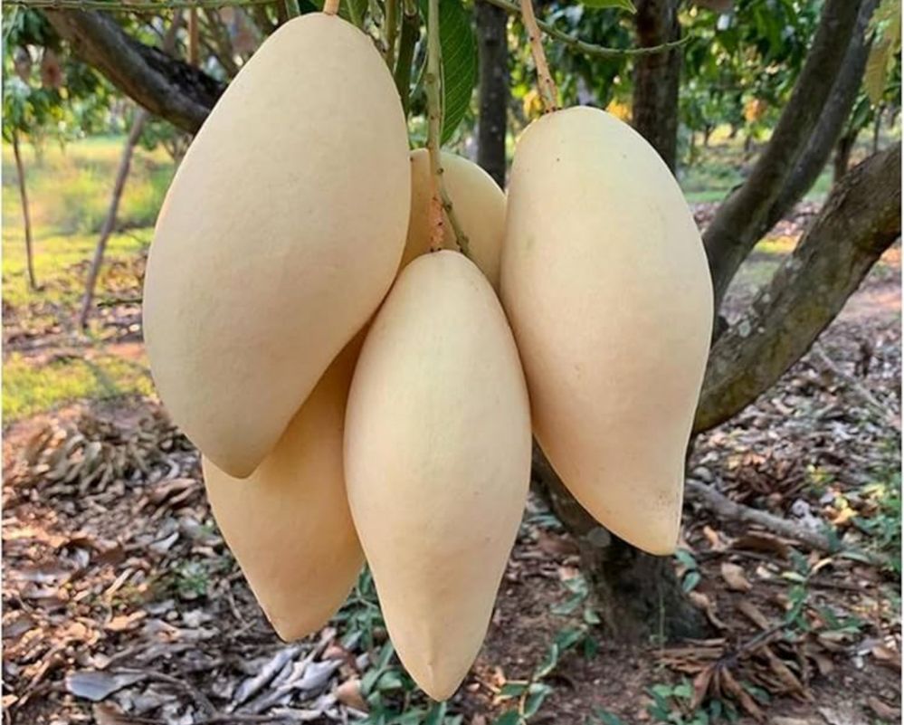Manga Tailandesa MELHOR DO MUNDO árvores enxertadas