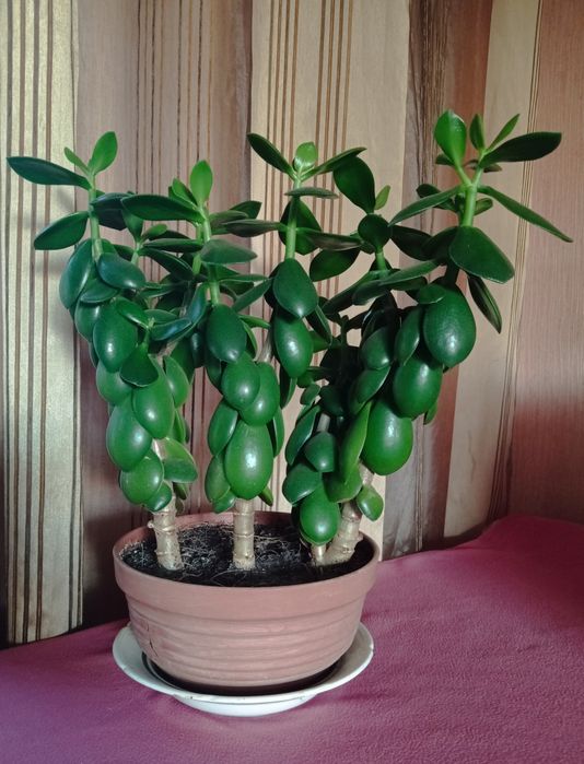 Денежное дерево, толстянка