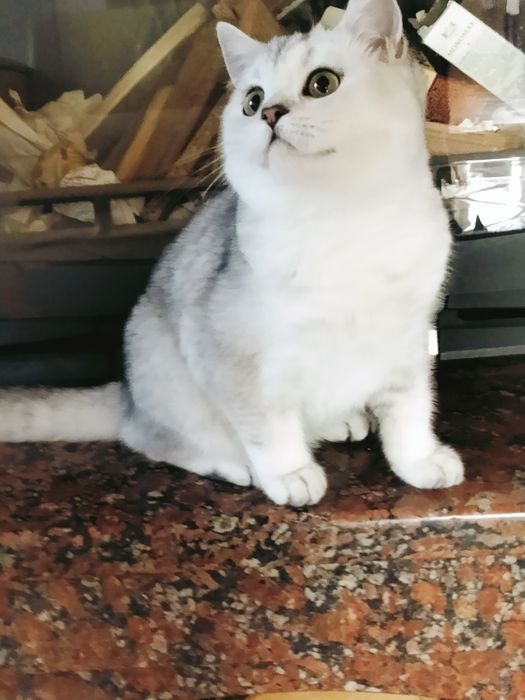 Милый зеленоглазый мальчик.