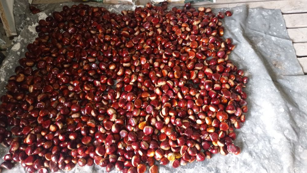 Vendo castanhas biológicas 3€ k