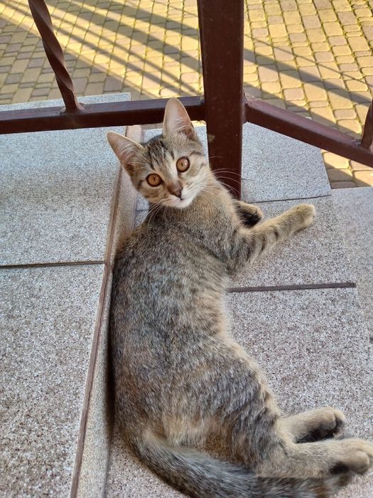 Котики чекають на дбайливого господаря