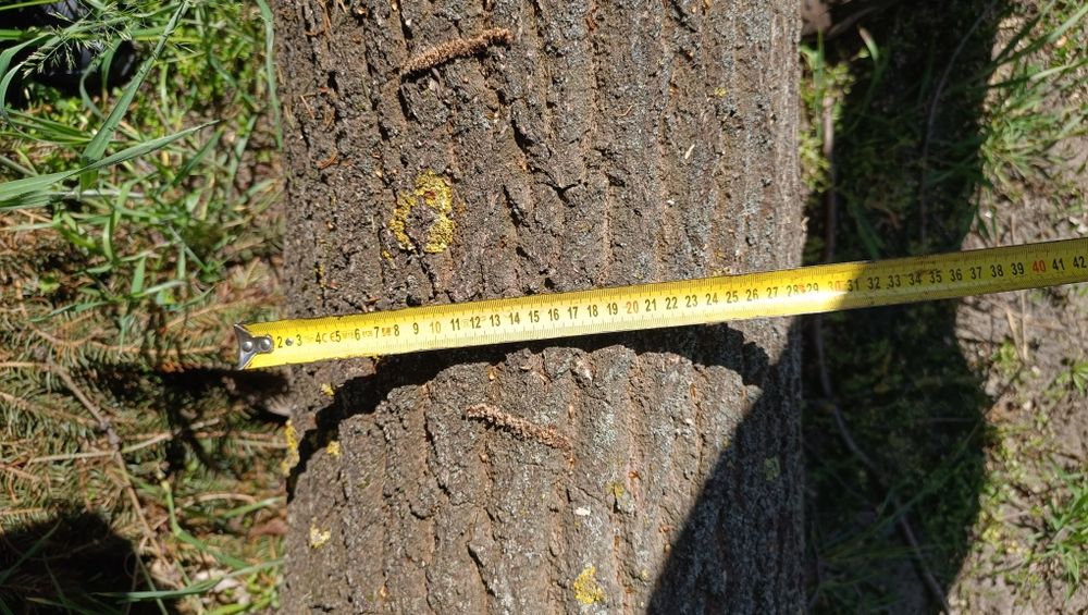 Drewno kominkowe lub dąb do dalszej obróbki