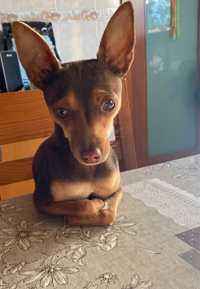 Pinscher procura namorada