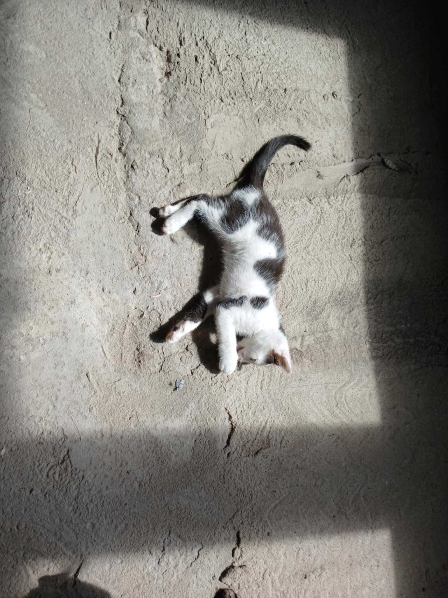 Laki piękny kocurek do adopcji